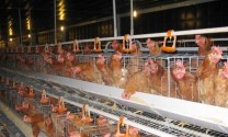 Giải pháp khi chăn nuôi gà lấy trứng trong mùa nóng