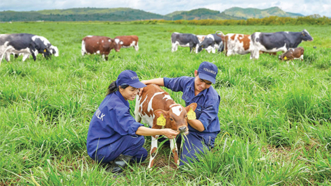 Đàn bò sữa của nước ta không ngừng tăng về số lượng và chất lượng Ảnh: Vinamilk