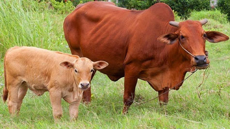 Lai tạo bò giống tại Yên bái