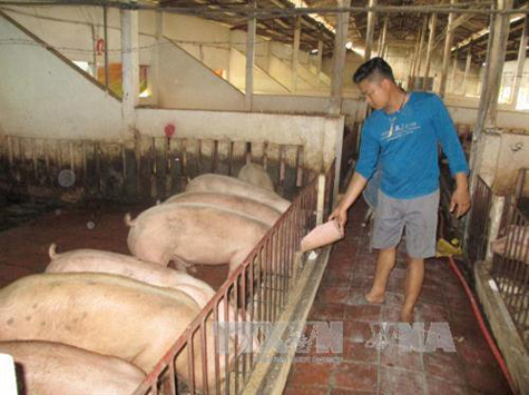 Đàn lợn trong trang trại của ông Nguyễn Hữu Nhân. Ảnh: Nguyễn Nam - TTXVN