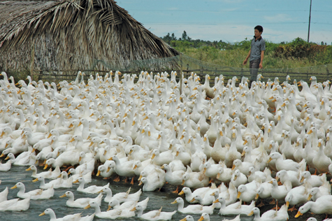 Chăn nuôi vịt của Việt Nam vẫn chưa phát triển đúng tiềm năng Ảnh: Thanh Cường
