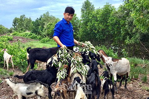 Anh Trần Bình Nguyên chăm sóc đàn dê.