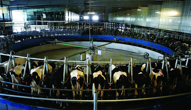 trang trại china modern dairy trung quốc - chăn nuôi