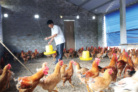 Liên kết trong chăn nuôi giúp bao tiêu sản phẩm ổn định Ảnh: Xuân Trường