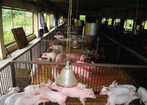 chuồng trại sạch sẽ giúp hạn chế bệnh cho lợn - chăn nuôi