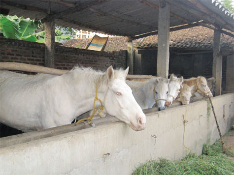 ngựa bạch - chăn nuôi