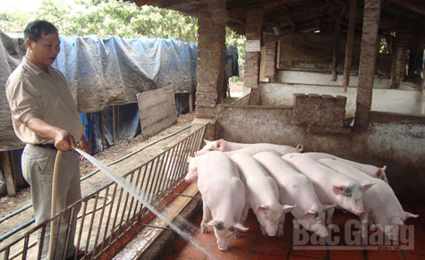 Nông dân xã Thanh Hải chăm sóc đàn lợn thương phẩm - chăn nuôi