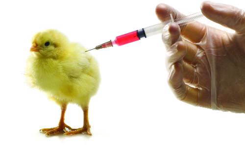 Vaccine cho gà - chăn nuôi