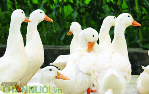 bệnh nhiễm trùng huyết trên vịt - ảnh 1 - chăn nuôi