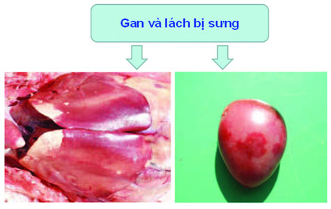 bệnh nhiễm trùng huyết trên vịt - ảnh 5 - chăn nuôi