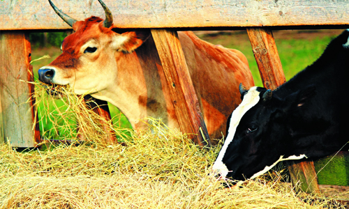 dự trữ thức ăn cho gia súc mùa lạnh - chăn nuôi