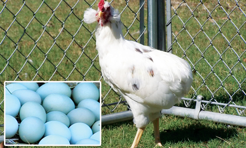 gà đẻ trứng xanh araucana - chăn nuôi