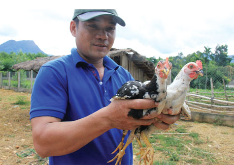 Anh Phạm Văn Rạch với cặp gà re quay - chăn nuôi