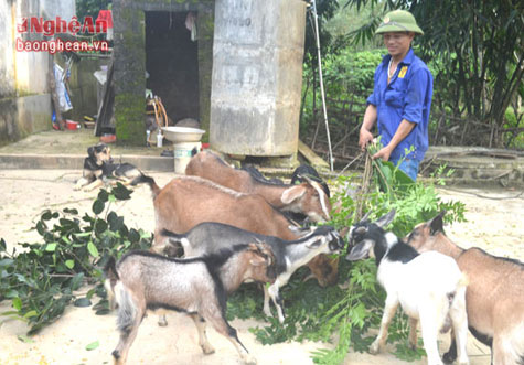 Nghệ An: Làm giàu nhờ 'ngân hàng dê'