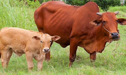 Quảng Bình: Giàu lên nhờ nuôi bò