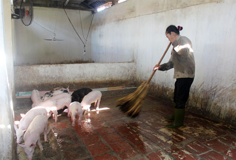 hiệu quả chăn nuôi lợn bằng men tiêu hóa sống - chăn nuôi