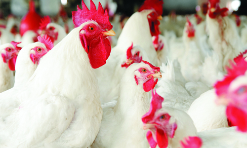 nuôi gà không kháng sinh - chăn nuôi