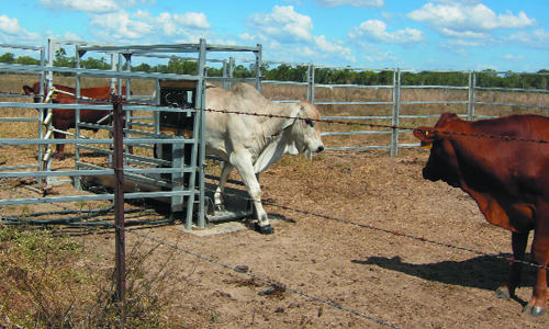 máy đo cân nặng vật nuôi tự động - chăn nuôi