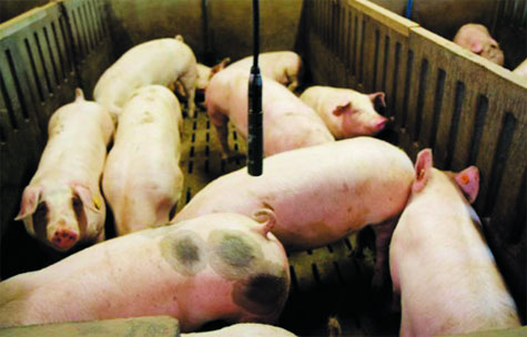 Cảm biến âm thanh trong chuồng lợn - chăn nuôi