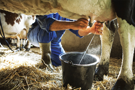 Bổ sung đầy đủ dinh dưỡng trong khẩu phần ăn của bò để đảm bảo chất lượng sữa Ảnh: MF