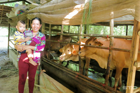 Bà Trần Thị Trắng, ấp Lợi Đức, xã Long Đức (Long Phú) bên đàn bò giúp gia đình thoát nghèo.