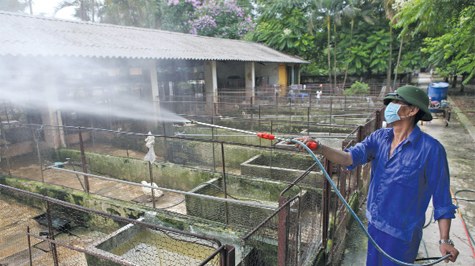 Kiểm soát dịch bệnh trong chăn nuôi an toàn Ảnh: Tất Sơn