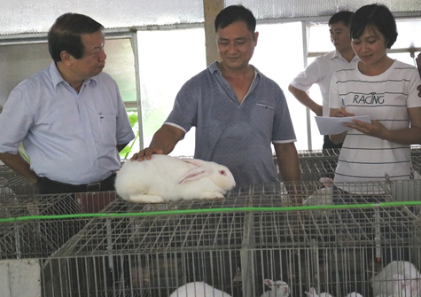 Bắc Giang: Hợp tác chăn nuôi thỏ cho thu nhập ổn định