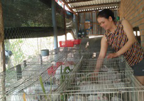 Phú Yên: Thành công với mô hình nuôi thỏ ‘3 sạch’