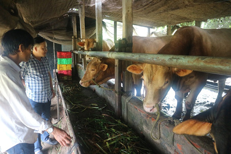 Anh Nguyễn Thanh Hồng (đứng ngoài) giới thiệu những con bò Charolais 12 tháng tuổi