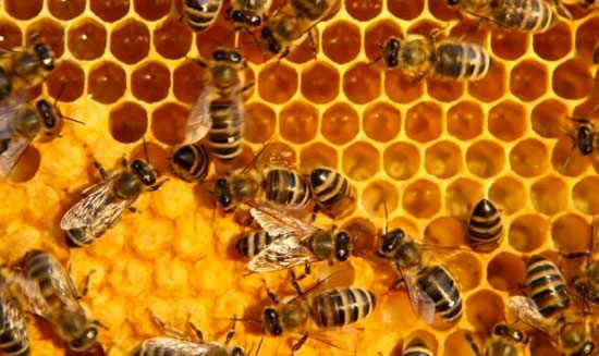 Bắc Giang: Thu nhập cao từ nuôi ong lấy mật