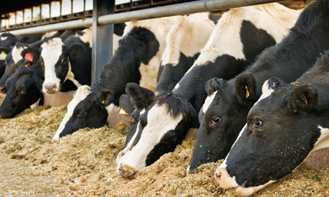 nuôi bò sữa bằng thức ăn hỗn hợp - chăn nuôi