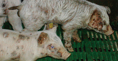 6 bệnh phổ biến ở lợn - chăn nuôi