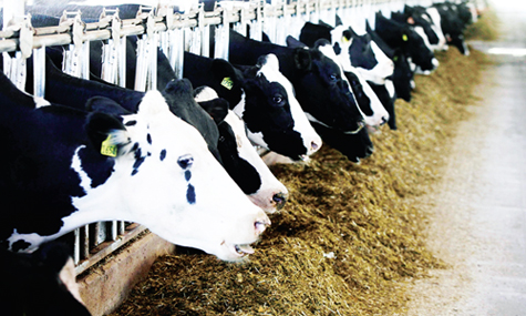 kỹ thuật chăn nuôi bò lấy sữa sau đẻ - chăn nuôi