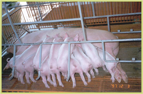 lợi ích của rau kinh giới đối với lợn - chăn nuôi