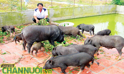 điều kiện đầu tư một số ngành nghề chăn nuôi - chăn nuôi