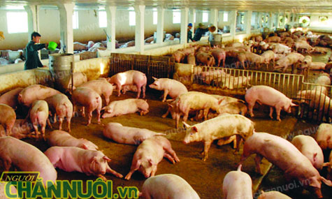 nuôi lợn quy mô lớn - chăn nuôi