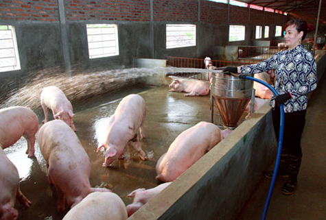 Người chăn nuôi xã Trung Châu (huyện Đan Phượng) phun nước làm mát cho đàn lợn. Ảnh: Giang Sơn