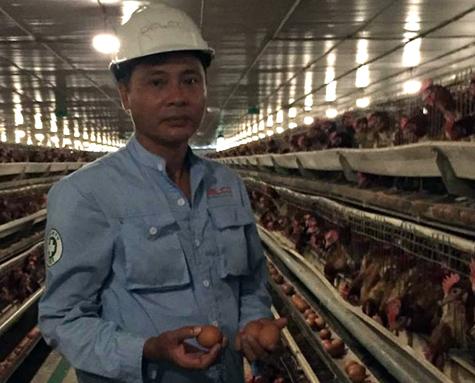 Trang trại Delco nuôi gà đẻ trứng tại huyện Thuận Thành, Bắc Ninh.
