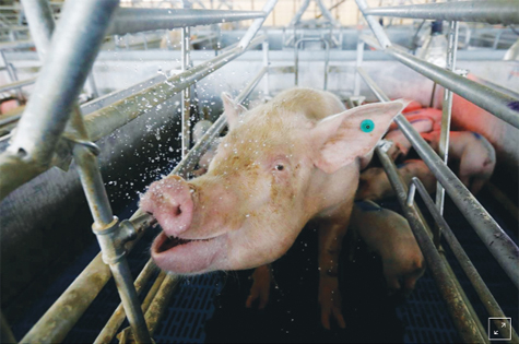 Mỹ: Tương lai ngành chăn nuôi sau cuộc chiến thương mại