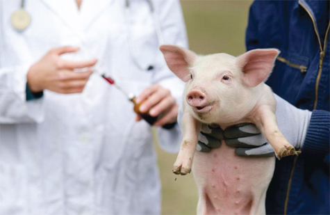 Sử dụng vaccine đúng thời điểm, chủng loại, liều lượng, đúng cách cho vật nuôi Ảnh: APE