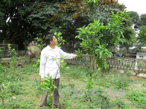 Vườn cam, bưởi đang phát triển trong trang trại của ông Nguyễn Hữu Nhân. Ảnh: Nguyễn Nam - TTXVN