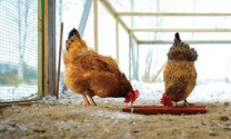 Cách phòng bệnh cho gà thời điểm giao mùa