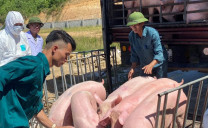 Quy mô trang trại chăn nuôi lợn trăm tỷ đồng tại xã Xuân Khang (Như Thanh, Thanh Hóa)