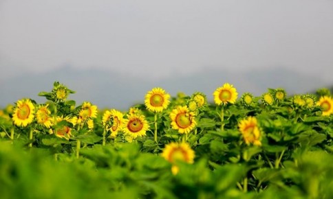 Cánh đồng hoa hướng dương chờ ngày nở rộ ở Nghệ An