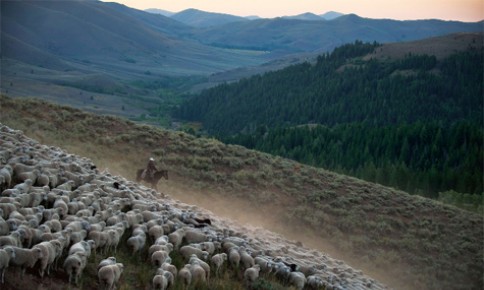 Ấn tượng cuộc diễu hành của hàng ngàn chú cừu
