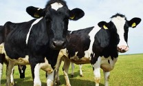 Phương pháp phát hiện bò sữa sinh sản chính xác
