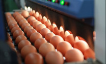 Hướng dẫn sản xuất bền vững cho ngành trứng