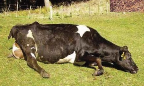 Xử lý khi bò bị ngộ độc urê