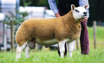 Thú vị chú cừu đắt nhất thế giới