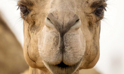 Hơn 40 con lạc đà bị cấm thi hoa hậu vì... giải phẫu thẩm mỹ